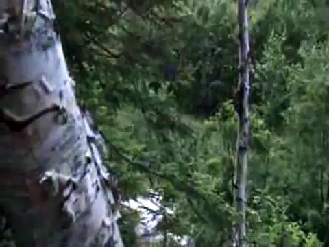 Ours à 3 pattes marche debout