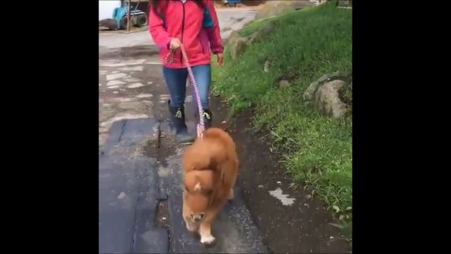 Elle promène son poney nain de compagnie