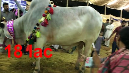 MOST EXPENSIVE Bull in Asia's Largest Cow Mandi - Cow Mandi 2017
