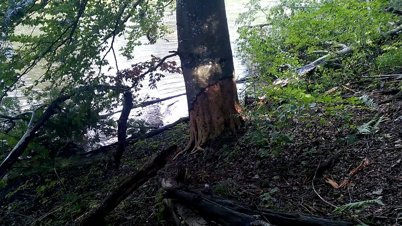 Biberschäden am Fluß vom Tactical-Dad