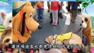 帶導盲狗到迪士尼樂園玩，突然牠看到了「布魯托」，下一秒超可愛的失控場面讓所有遊客都融化了!!【心靈健康娛樂新聞】