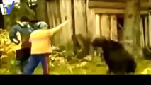 상위 10 곰 공격 ✱ 상위 10 곰 공격 인간 ✱ 곰 위험한 동물