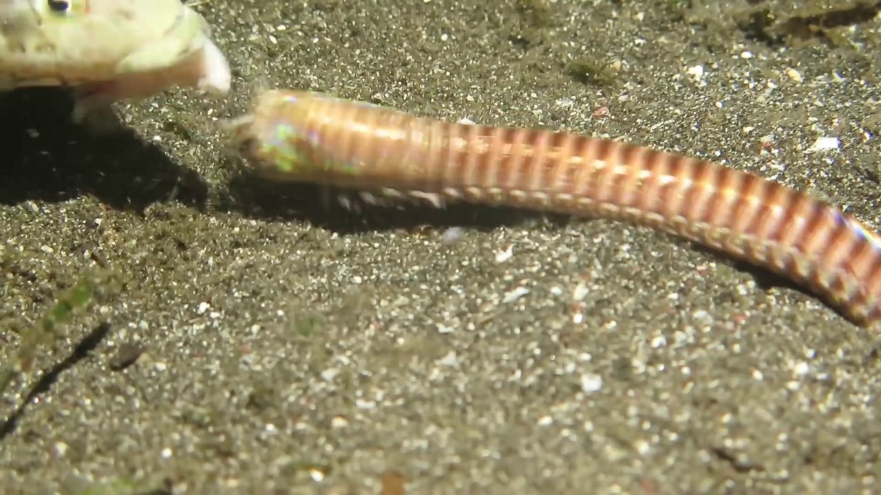 Ce ver carnivore va avaler un poisson en entier - Ver bobbit indonésien