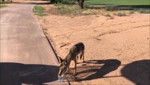 Des golfeurs californiens tombent sur un coyote assoiffé et lui donne à boire