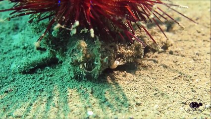 Ce crabe transporte un oursin sur la tête pour se camoufler. Incroyable