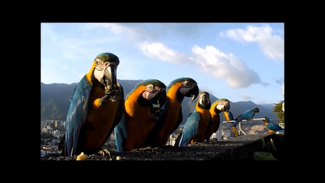 Il nourrit 15 perroquets tout les matins. Magnifique