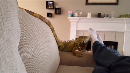 Quand ton iguane adore l'odeur de tes pieds