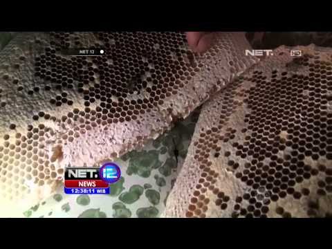 Musim Panen Buah, Warga Sukasada Bali Lebih Memilih Beternak Lebah Madu - NET12