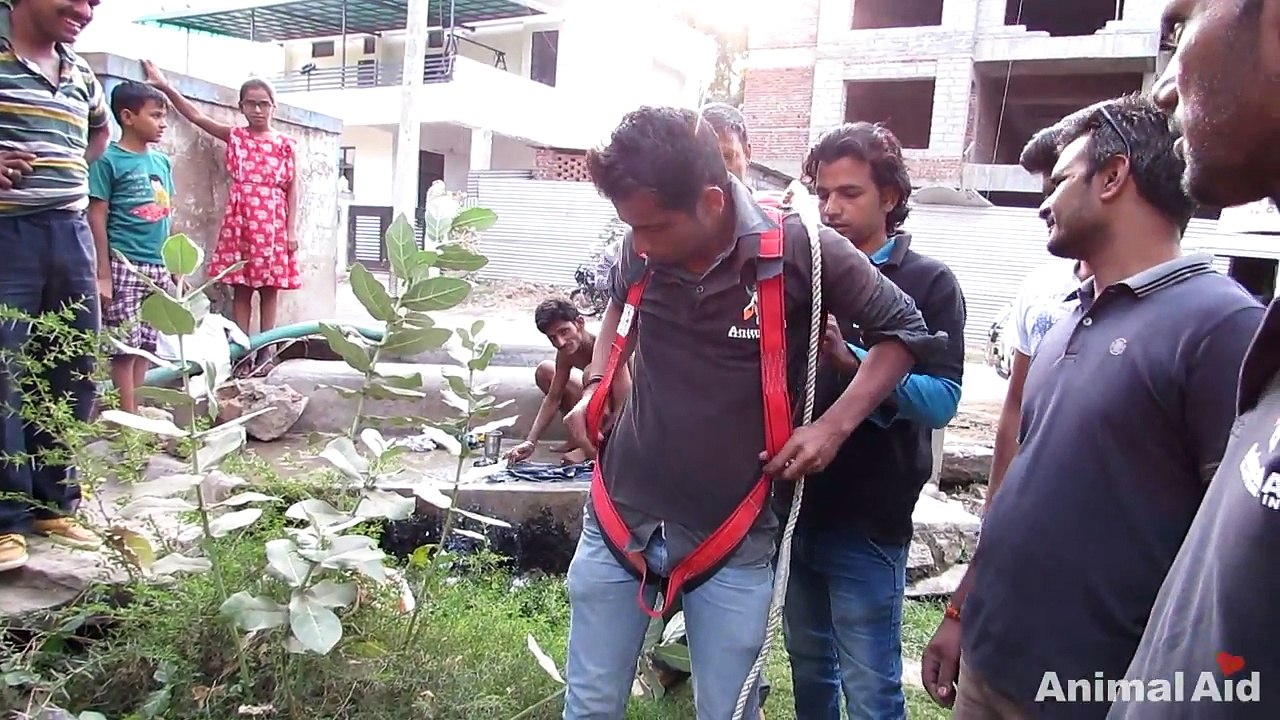 Heartwarming rescue of dog fallen in well - watch when she sees her rescuer