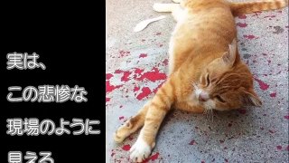 散歩していたら、猫が大量出血で倒れていた。慌ててかけよると、猫がムクッと起き上がり・・・。【驚愕する話】