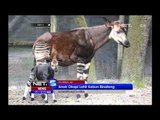 Kebun Binatang Lowry Park Florida Perkenalkan Bayi Jerapah Okapi - NET5