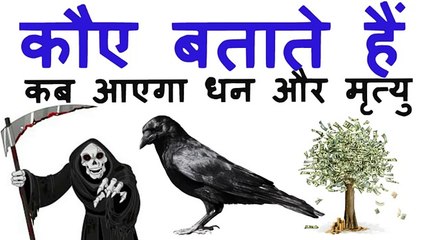 कौएं देते है मृत्यु और धन के संकेत ध्यान दो तो मिलेगा खजाना | Crows Mystery