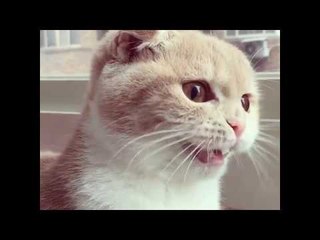 Territorial Cat Chatters at Outdoor Birds