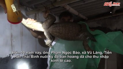 Mục sở thị trang trại kỳ đà cho nửa tỷ đồng/năm của lão nông ở Thái Bình