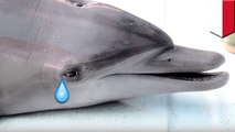 Sirkus lumba-lumba Indonesia dikecam aktivis - TomoNews