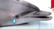 Sirkus lumba-lumba Indonesia dikecam aktivis - TomoNews