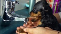 PERROS - El baño y los cuidados del Chihuahua