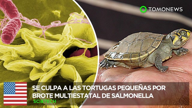 Brote de Salmonella: Tortugas son culpadas por enfermar a 37 personas en 13 estados - TomoNews