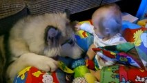 かわいいハスキー犬と赤ちゃん！シベリアンハスキー犬&マラミュートが赤ちゃんをお世話している姿が超かわいい！／Siberian Husky is taking care of the