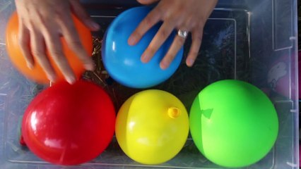 5 M&M Balloons Finger Family Song- Learning Colors for Babies & Finger Family Song