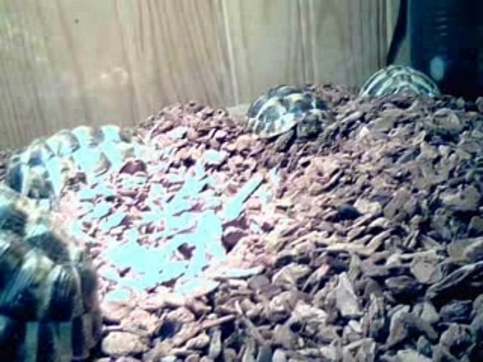 vie de tortue