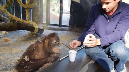 Monkey Sees A Magic Trick