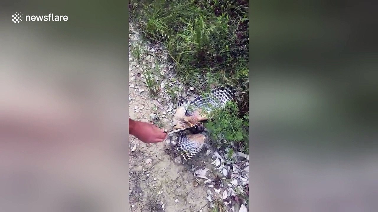 Man saves hawk from snake