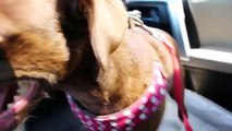 Vlog 56.0 - Dirty Dog | Lululemon Summer Haul
