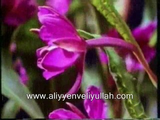 Viranede Nazlı Balam, Can Verdi Dinceldi