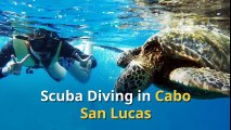Scuba Diving in Cabo San Lucas