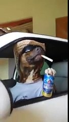 Ce chien sait comment avoir la classe en voiture!