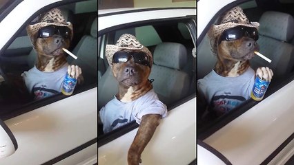 Un chien va aller faire un tour de voiture pour draguer les filles