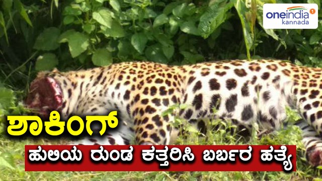 Hubballi : miscreants sever head leopard forest near haveri | Oneindia Kannada