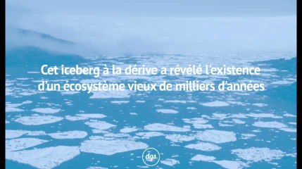 Cet iceberg à la dérive a révélé l'existence d'un écosystème vieux de milliers d'années