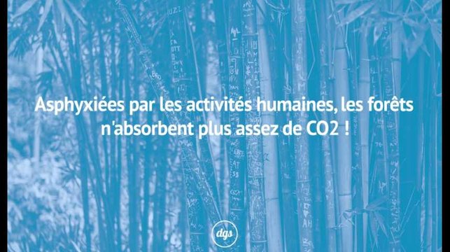 Asphyxiées par les activités humaines, les forêts n'absorbent plus assez de CO2 !