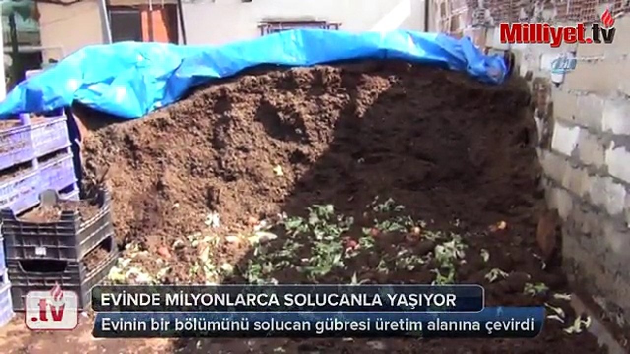 Evinde milyonlarca solucanla yaşıyor Videosu