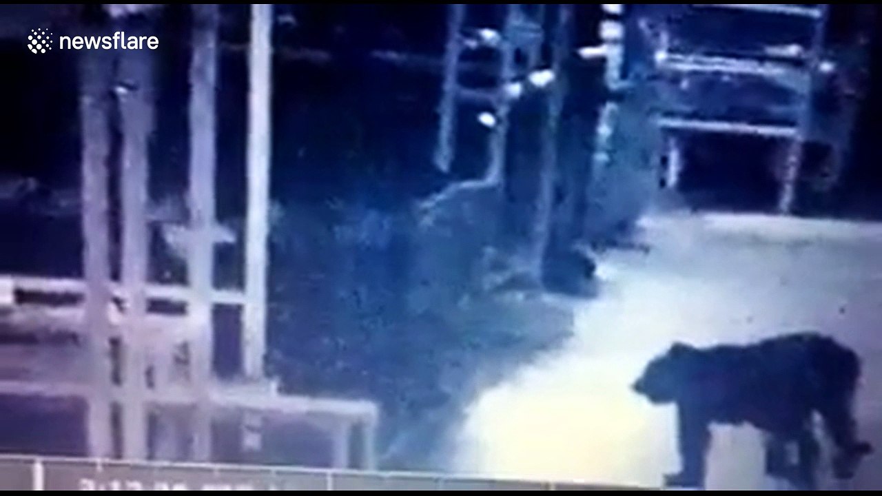 Wild leopard shuts down India’s largest automobile plant