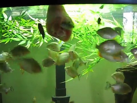 Những con vật da trơn mang danh Thủy quái nước ngọt sẵn sàng cắn đứt... của quý đàn ông