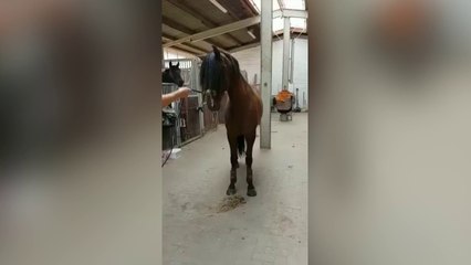 Ce cheval a vraiment une drôle de démarche !