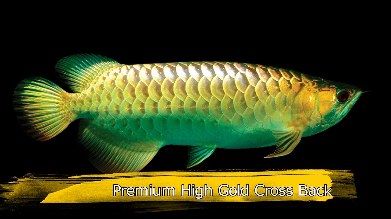 Top 12 amazing Arowana of the world