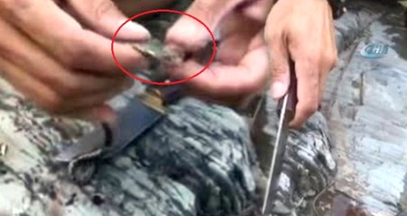 Samsun'da Su Yılanı Avlayıp Yiyen Memura Bin 500 Lira Ceza Kesildi