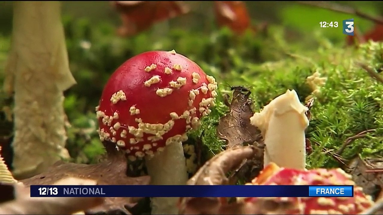 Santé : une formation pour savoir cueillir sans risque les bons champignons