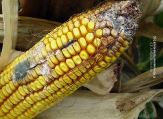 Nema veće pojave aflatoksina , 7. oktobar 2017 (RTV Bor)