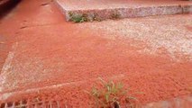 Le sol de cette rue grouille de millions de crabes rouges! Impressionnant