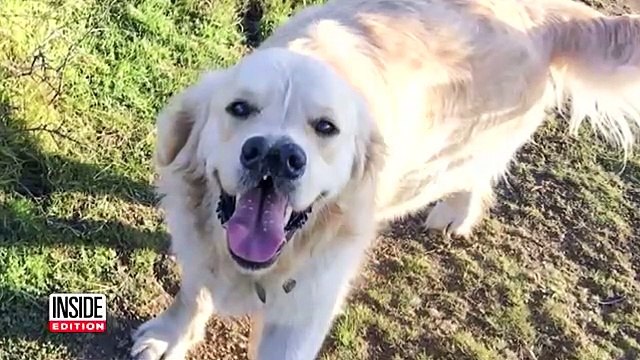 Ce chien a 2 truffes... Incroyable