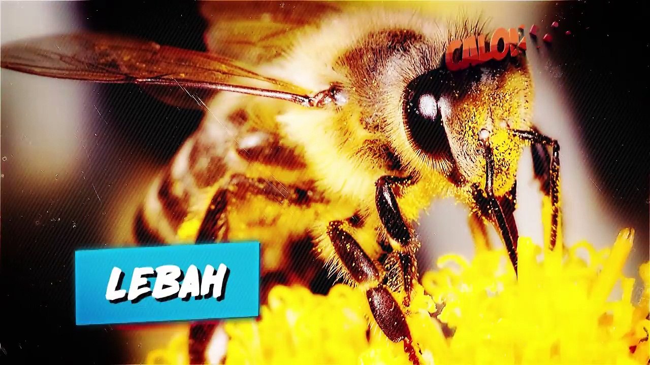 10 HEWAN BERBENTUK LUCU YANG GAK DISANGKA TERNYATA BISA MEMBUNUH KALIAN!!!!