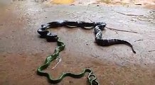 King Kobra vs Green Snake