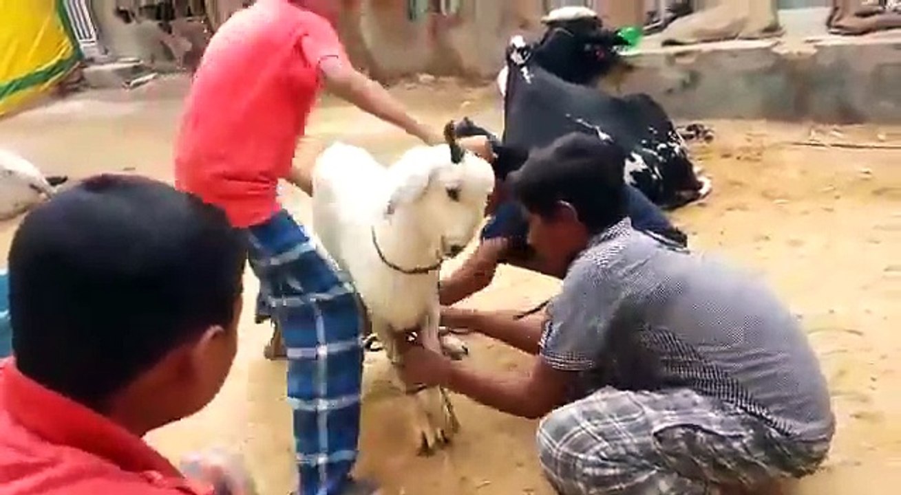 Bacha Qasai Party Naughty Kids ( Bakra Eid 2016 )