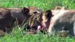 Lions Hunt Warthog in Maasai - World of Animals