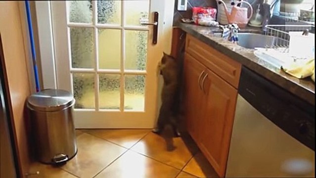 Cats Acting Like Humans Funny Cat Compilation Video Digest